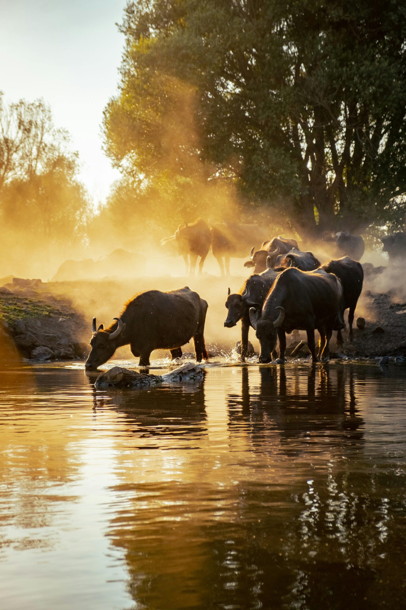 When to See Kenya’s Wildlife in Full Glory: A Seasonal Safari Guide