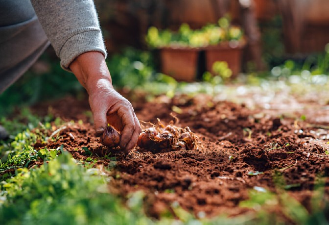 A Beginner’s Guide to Choosing and Planting Flower Bulbs