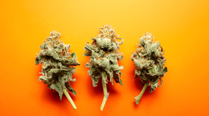 Why Premium CBD Flower Is Becoming the Number One Wellness Product